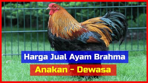 Ayam Taman Brahma: Jenis Ayam Unggul untuk Pemula dan Hobbyis